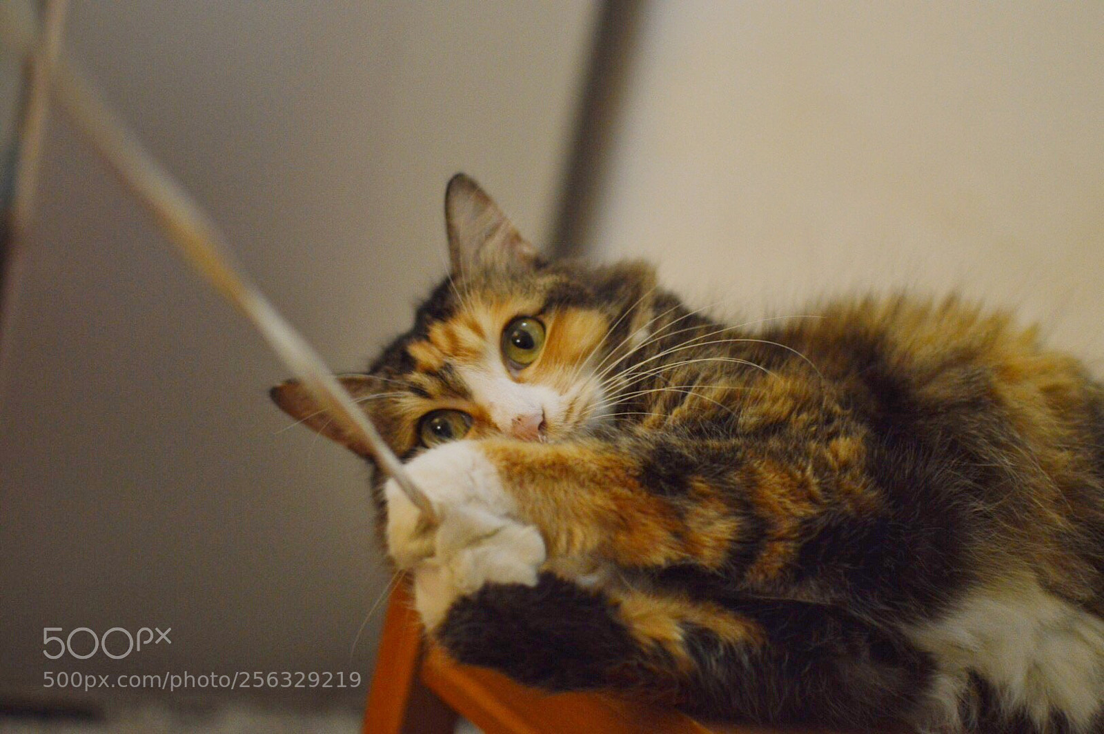 Nikon D3200 sample photo. Untitled photography