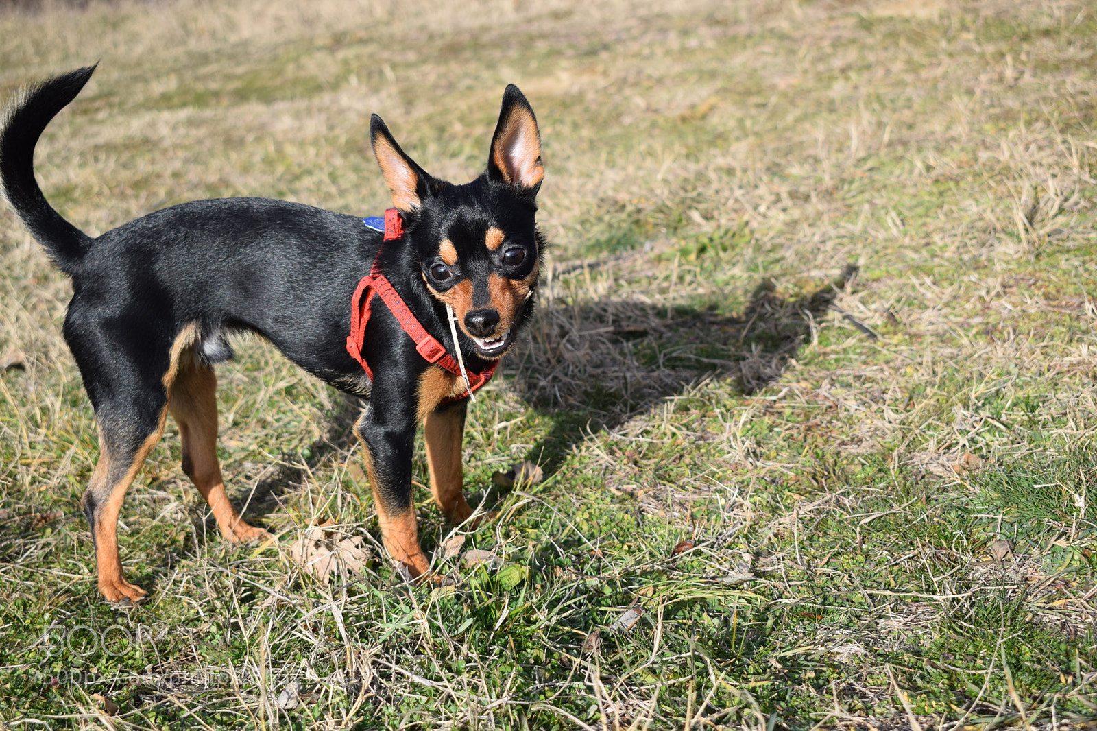 Nikon D5300 sample photo. Dsc photography