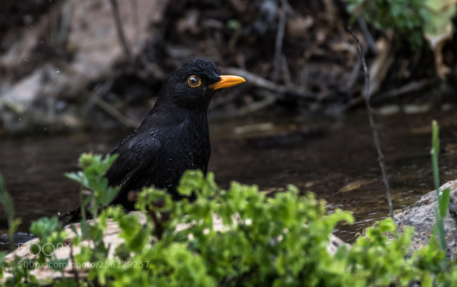 Nikon D850 sample photo. Common blackbird (male) photography