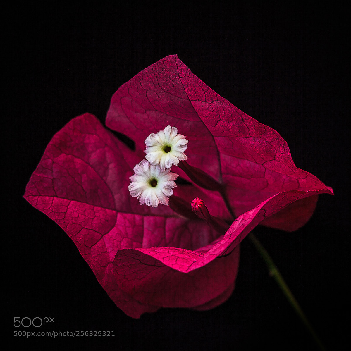 Canon EOS 5D Mark II sample photo. Bougainvillea photography