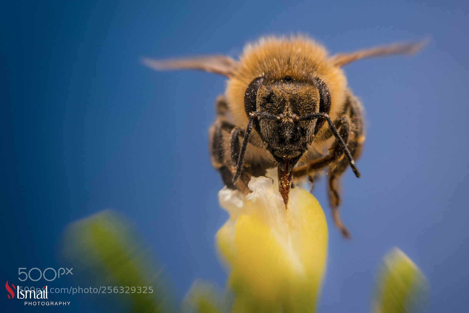 Nikon D800 sample photo. Honey bee photography