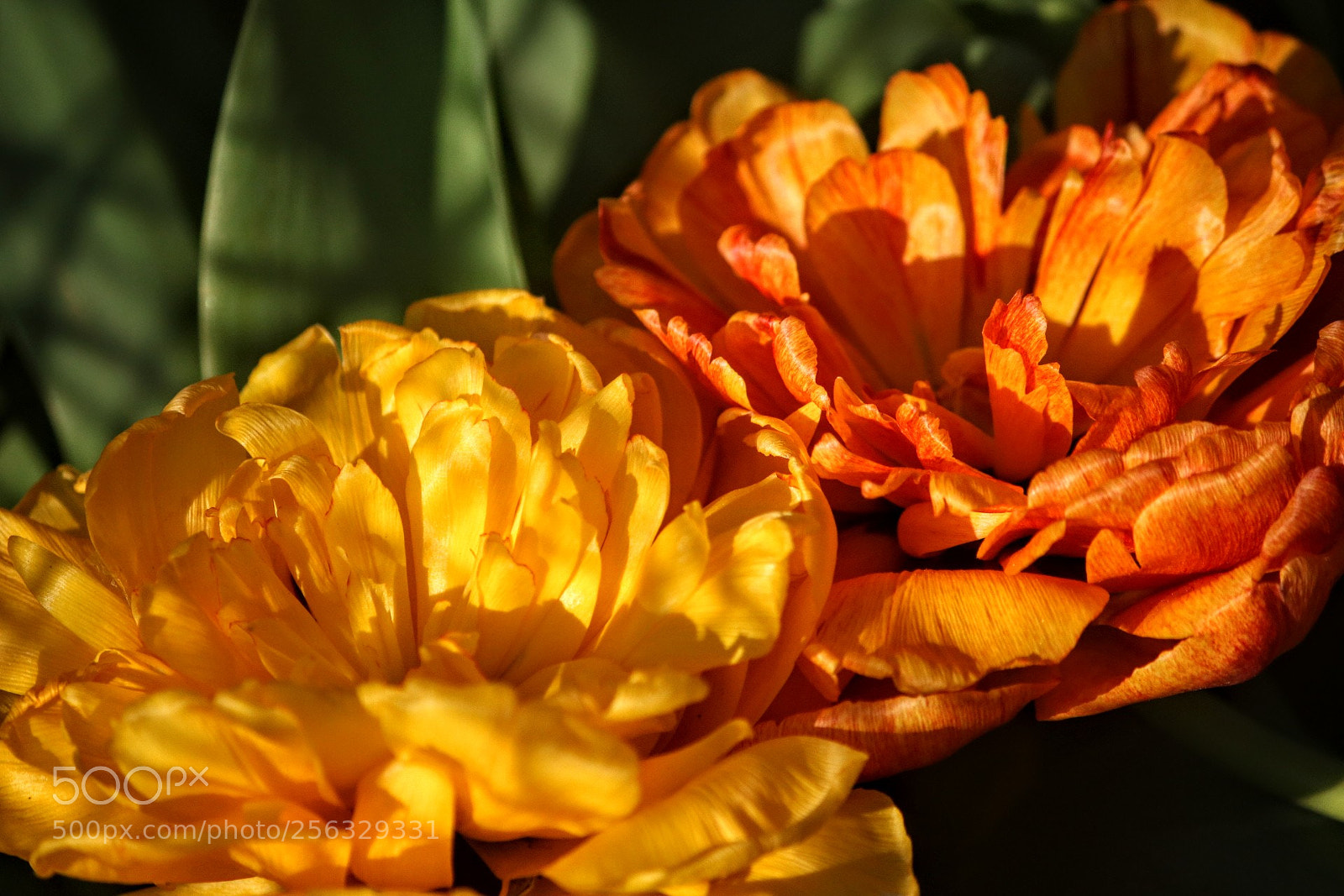 Canon EOS 750D (EOS Rebel T6i / EOS Kiss X8i) sample photo. The last hurrah photography