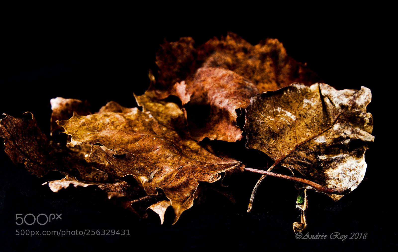 Nikon D5100 sample photo. Les couleurs des feuilles photography