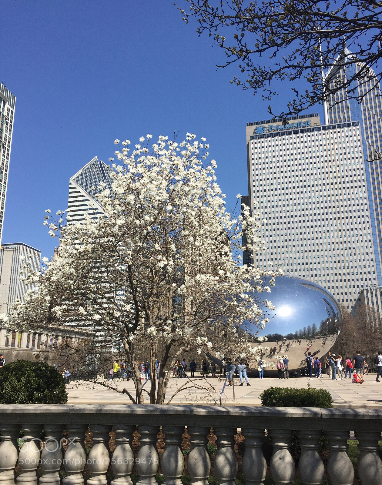 Apple iPhone 6 sample photo. Bean flow ers photography