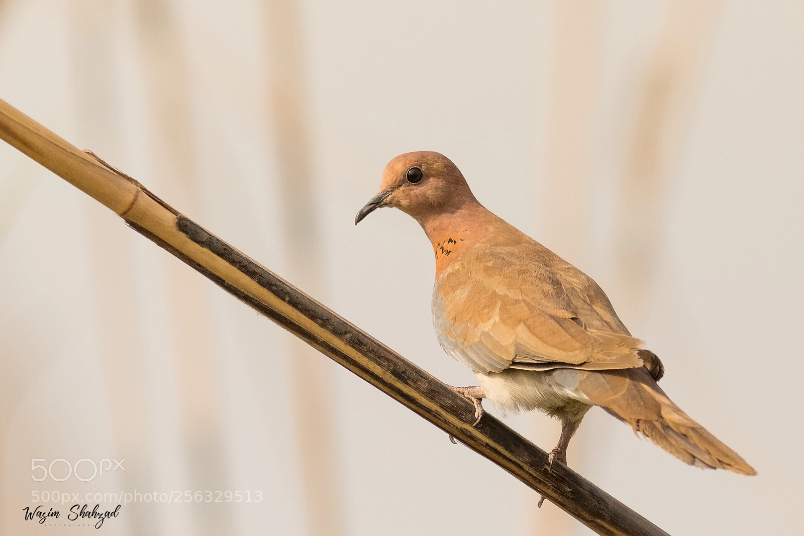 Canon EOS 6D sample photo. Laughing dove photography
