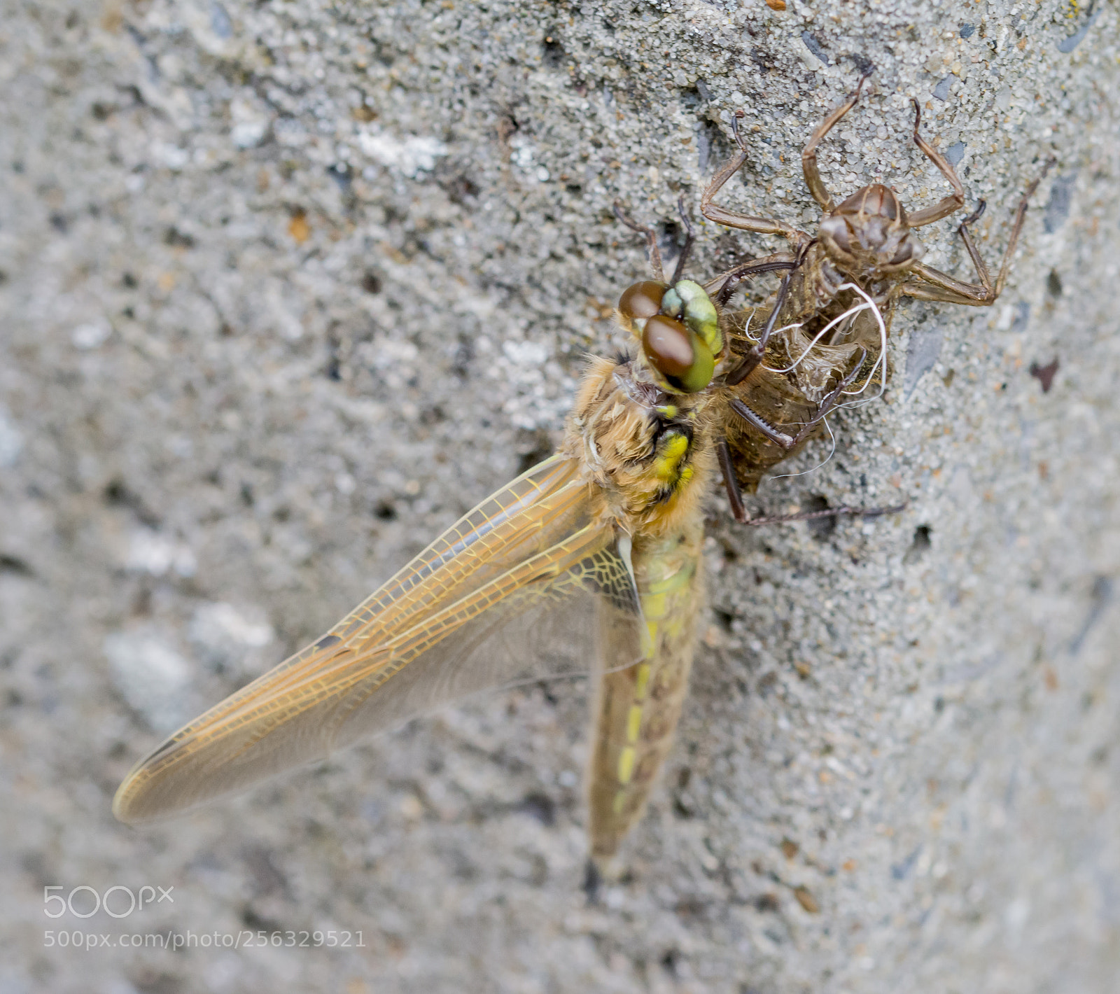 Nikon D5200 sample photo. Birth of the dragonfly photography