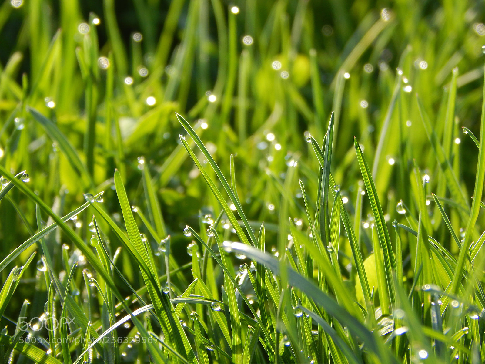 Nikon Coolpix L820 sample photo. Life in droplets photography