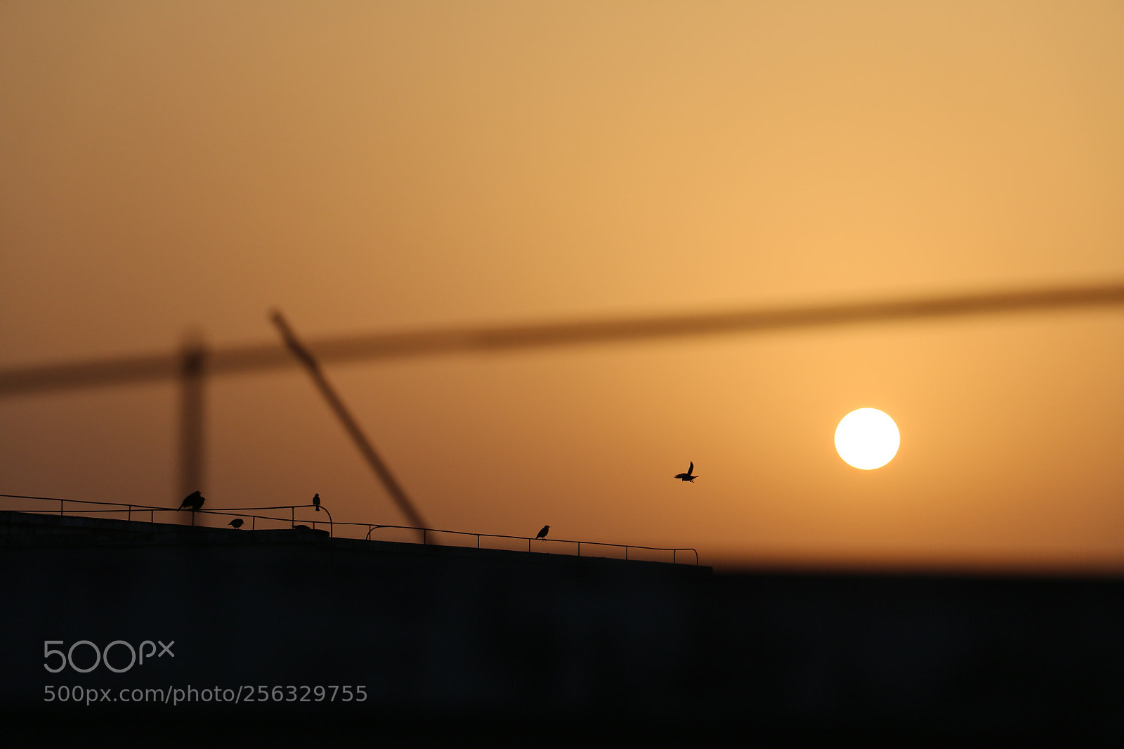 Canon EOS 70D sample photo. Untitled photography