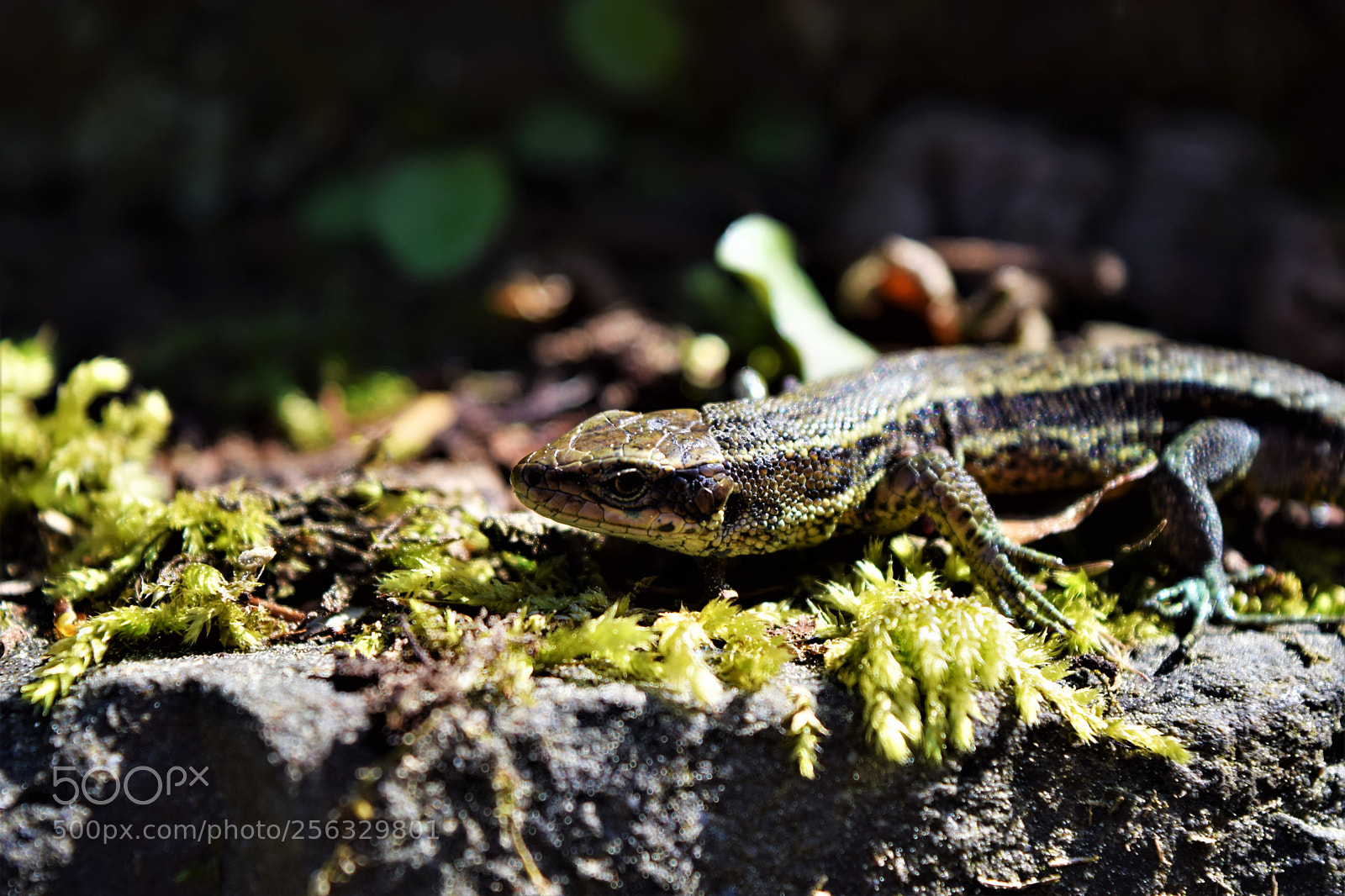 Nikon D3300 sample photo. Warm sunshine gives energy photography