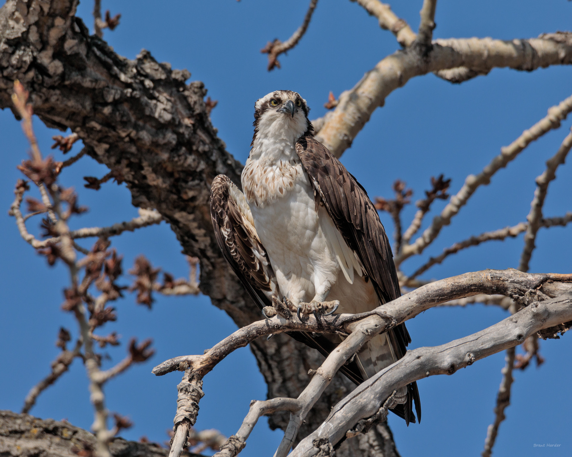 Canon EOS sample photo. Osprey photography
