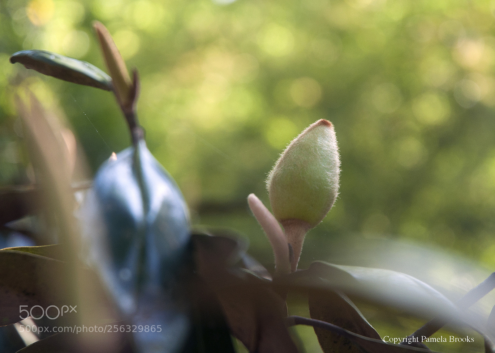 Nikon D90 sample photo. Magnolia bud photography