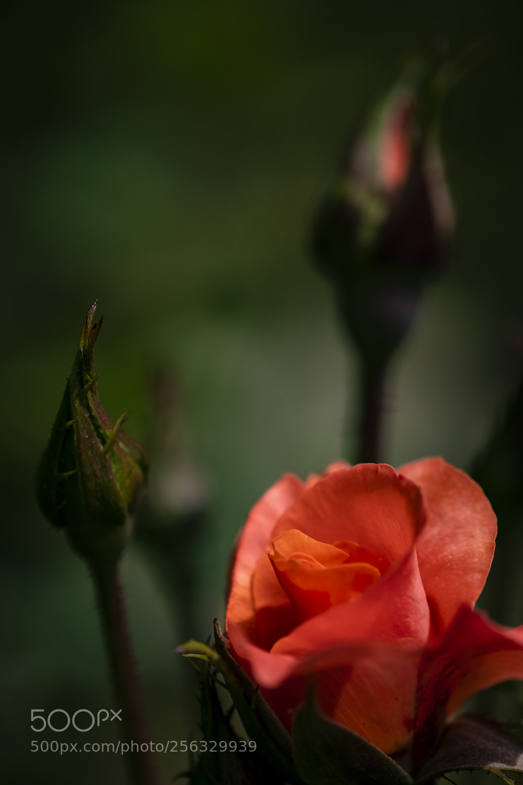 Fujifilm X-Pro2 sample photo. Devilish red photography