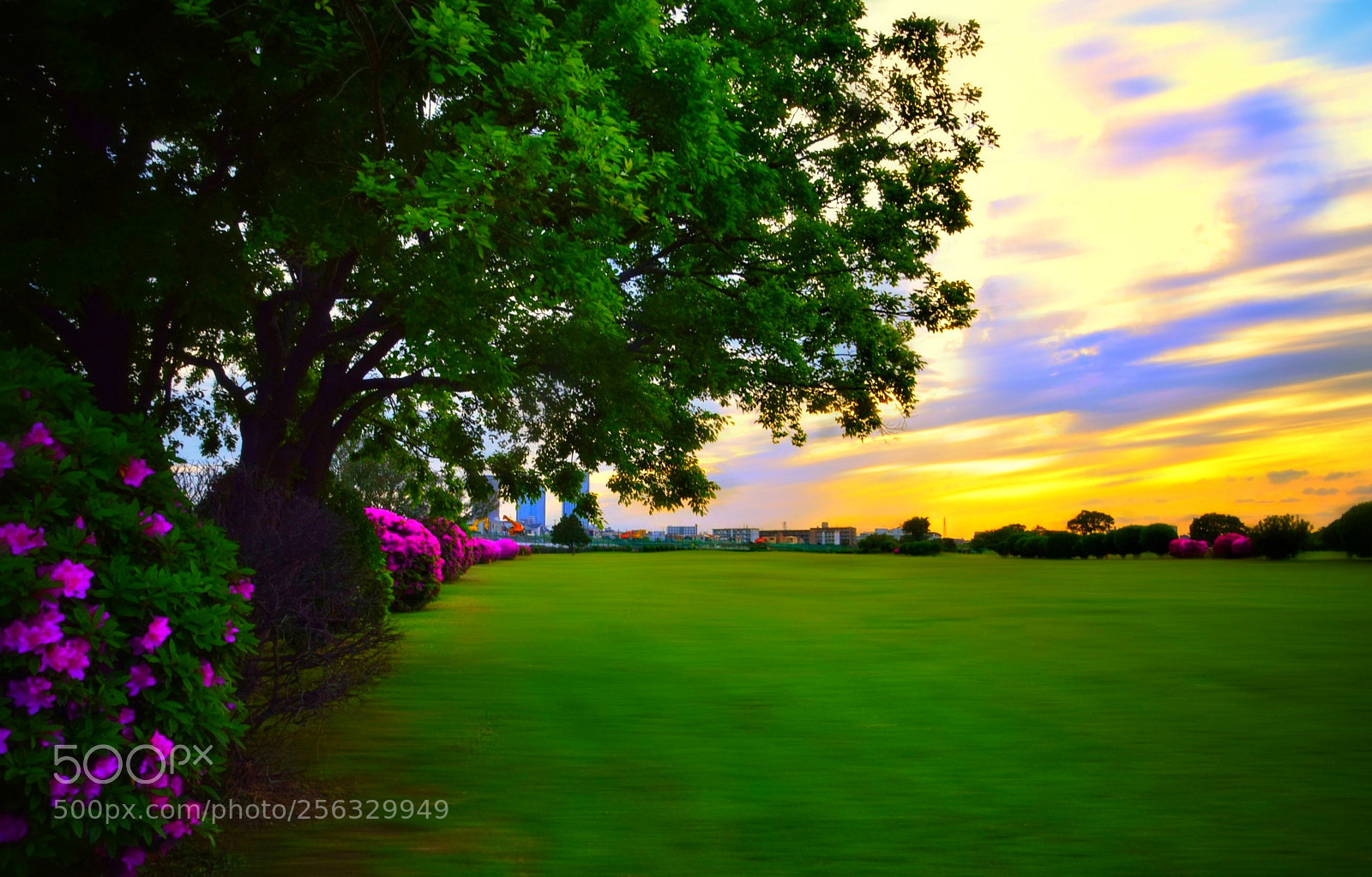 Nikon D3300 sample photo. Green field photography
