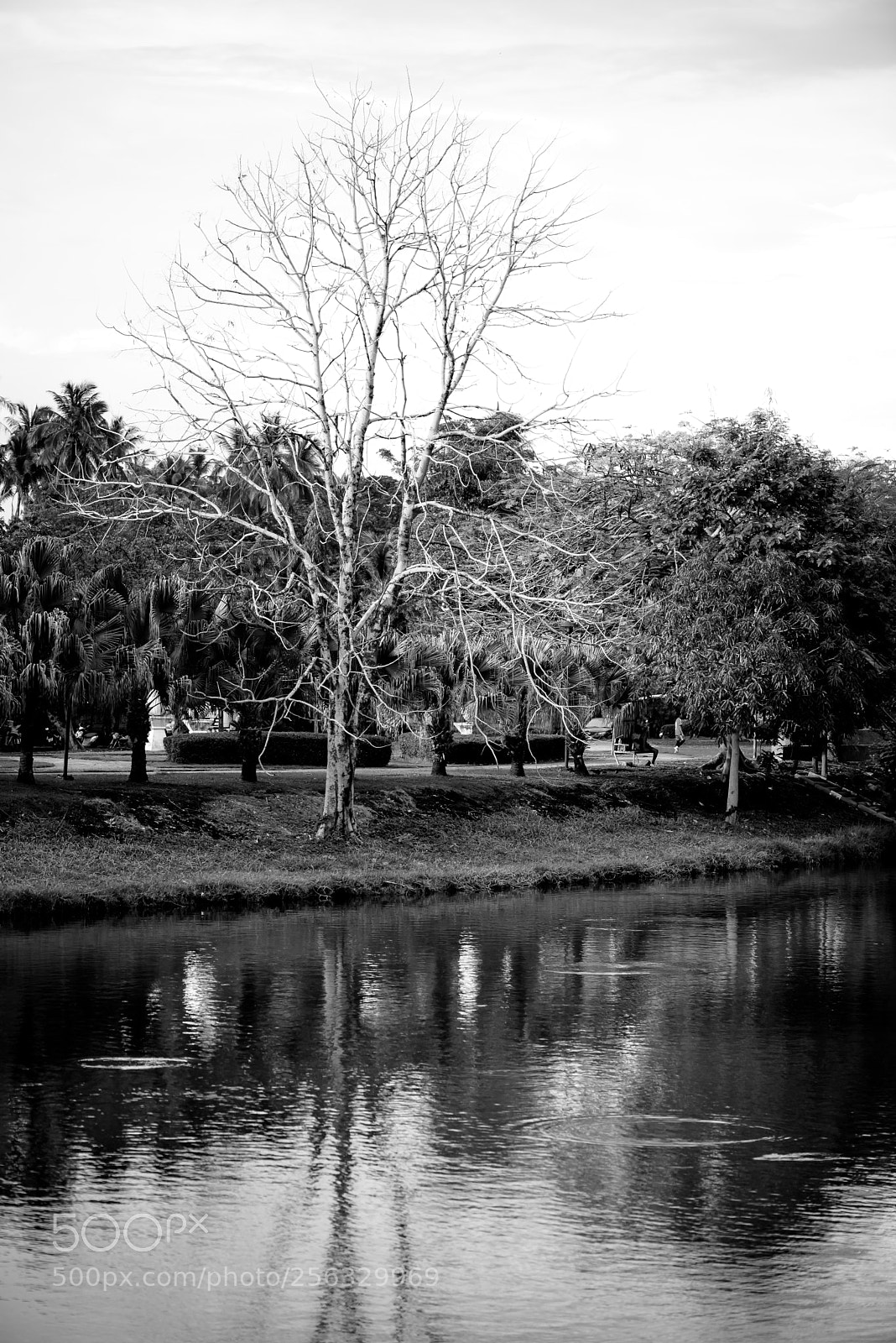 Nikon D750 sample photo. Dead tree and reflection. photography