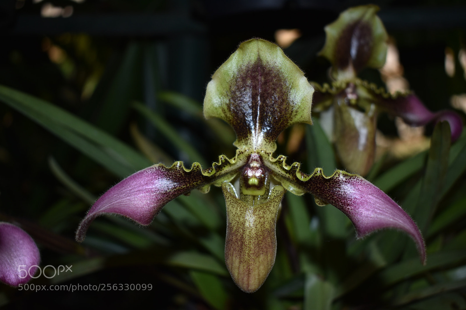 Nikon D3400 sample photo. Untitled photography