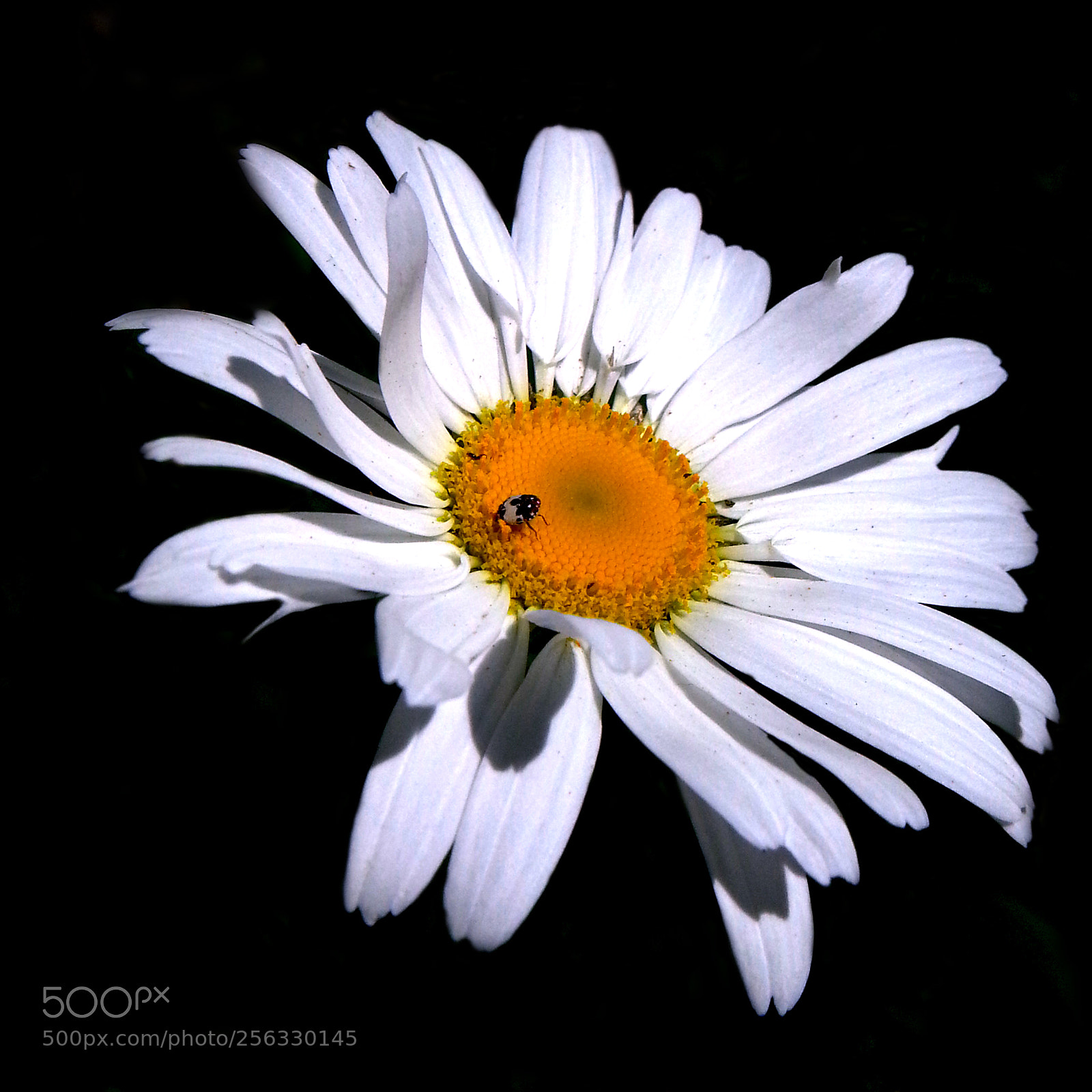 Samsung Galaxy Note2 sample photo. Daisy photography