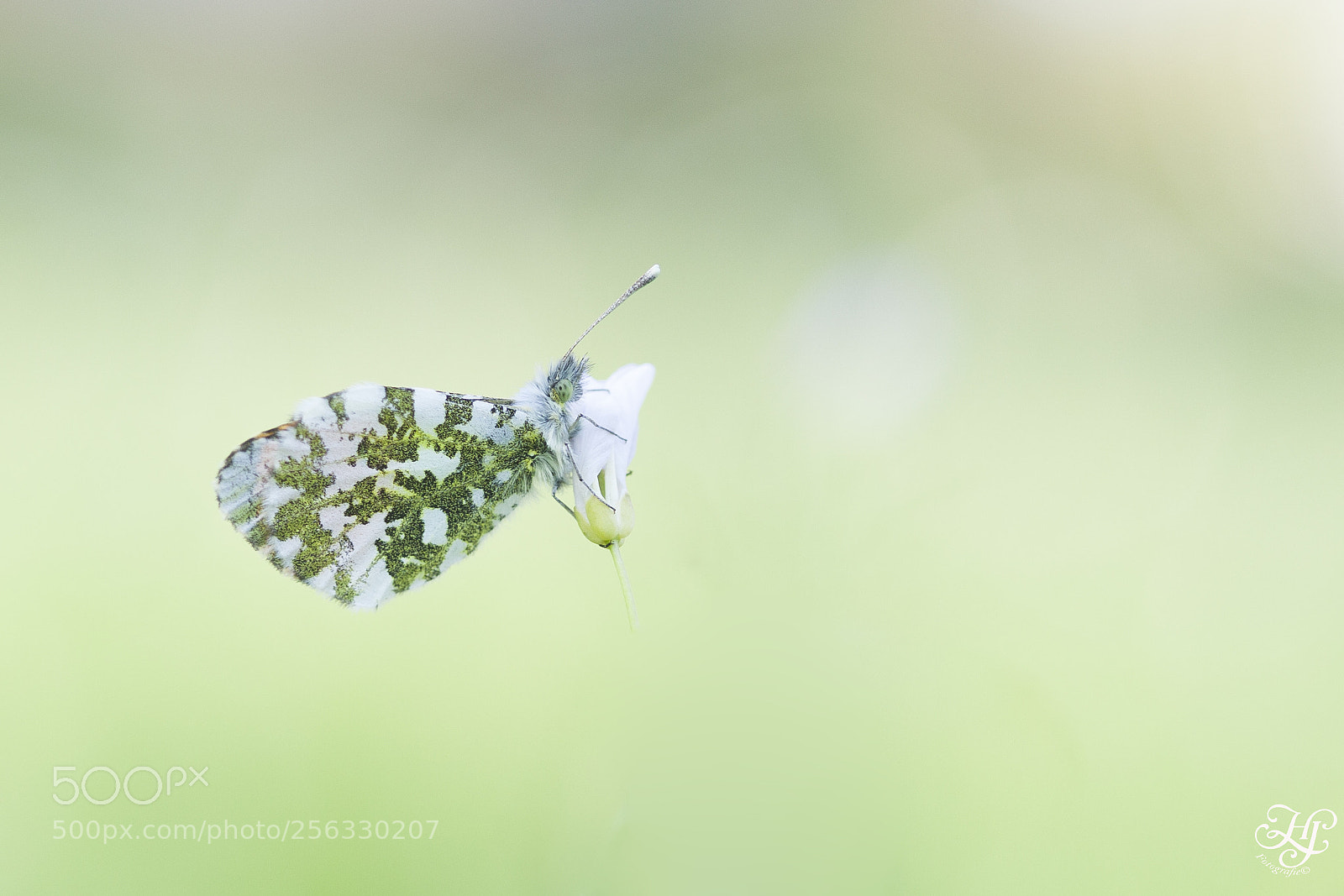 Canon EOS 5D Mark II sample photo. Oranjestip ( anthocharis cardamines ) photography