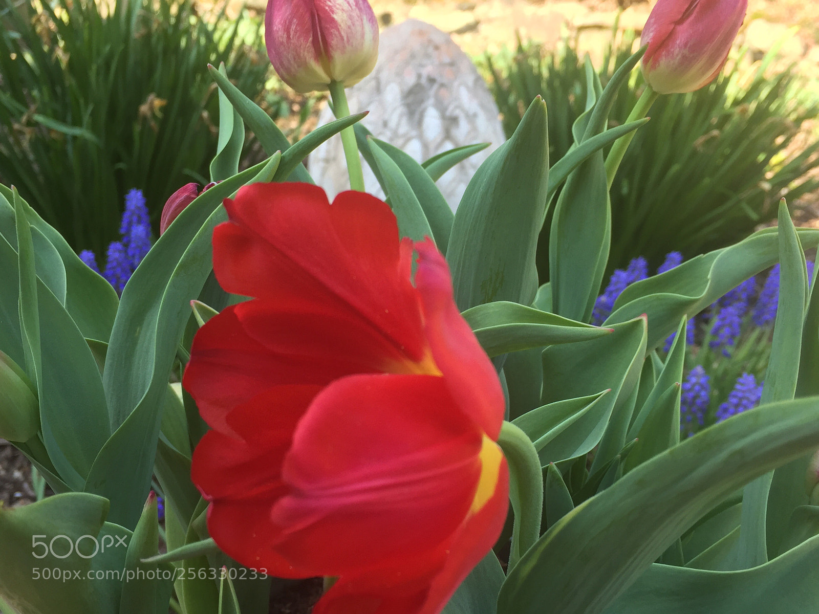 Apple iPhone 6 sample photo. Scarlet... photography