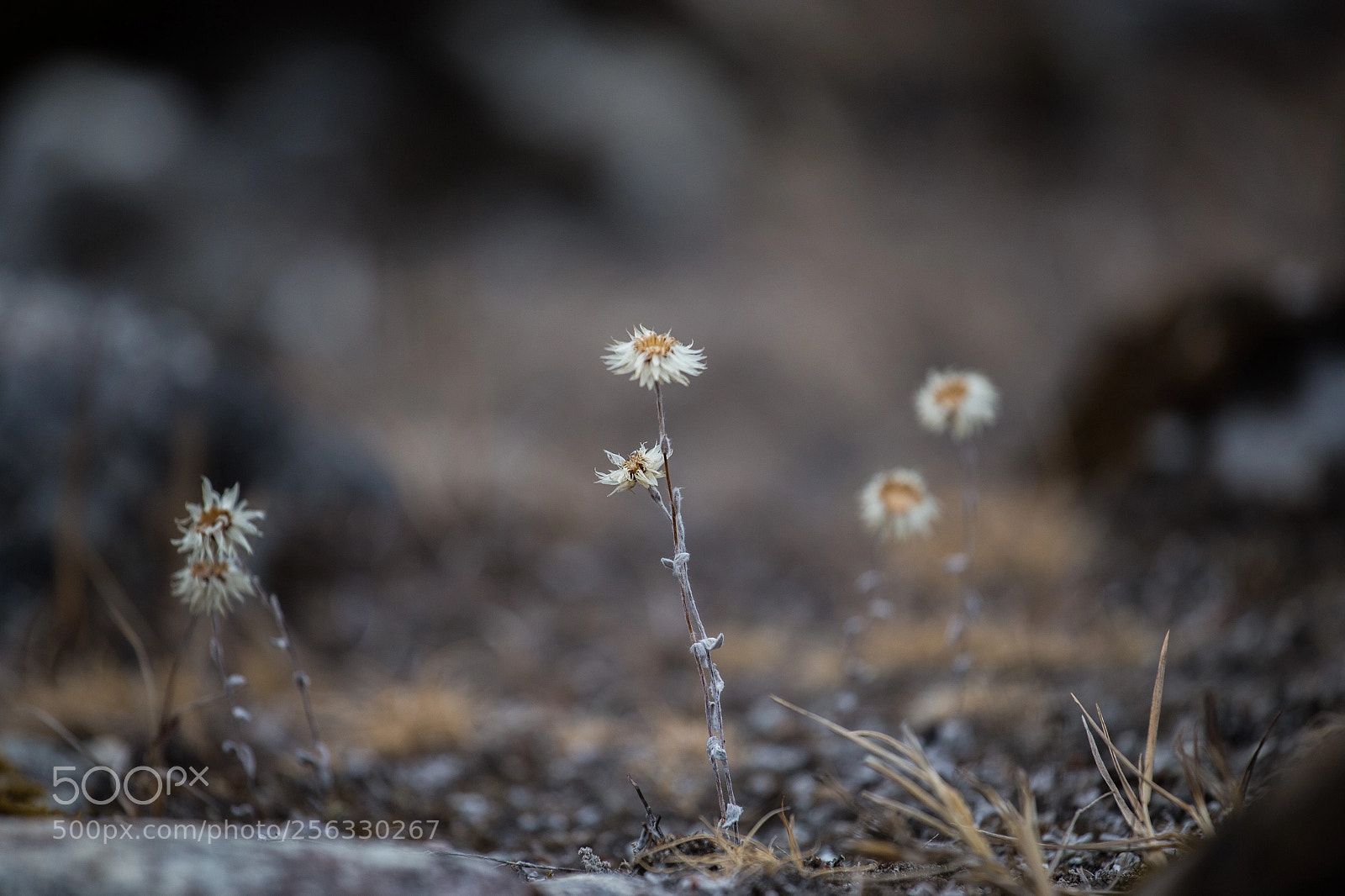 Canon EOS 6D sample photo. Mg photography