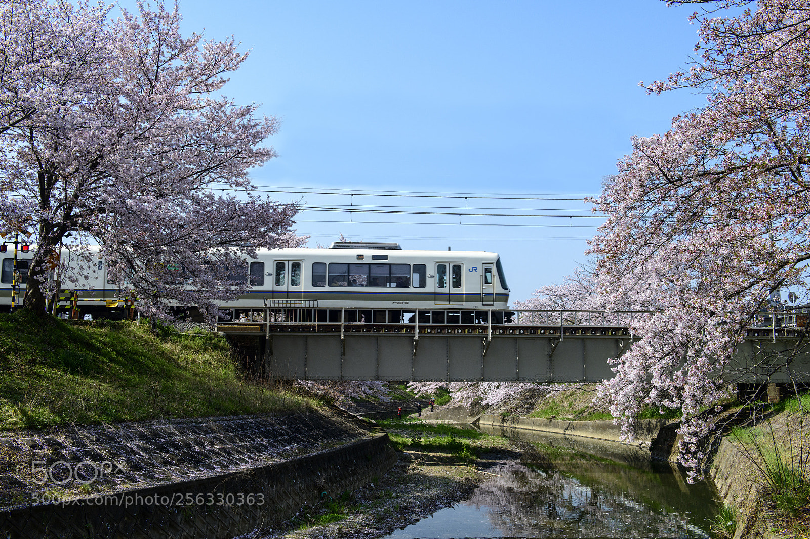 Nikon D850 sample photo. Sakura and train photography