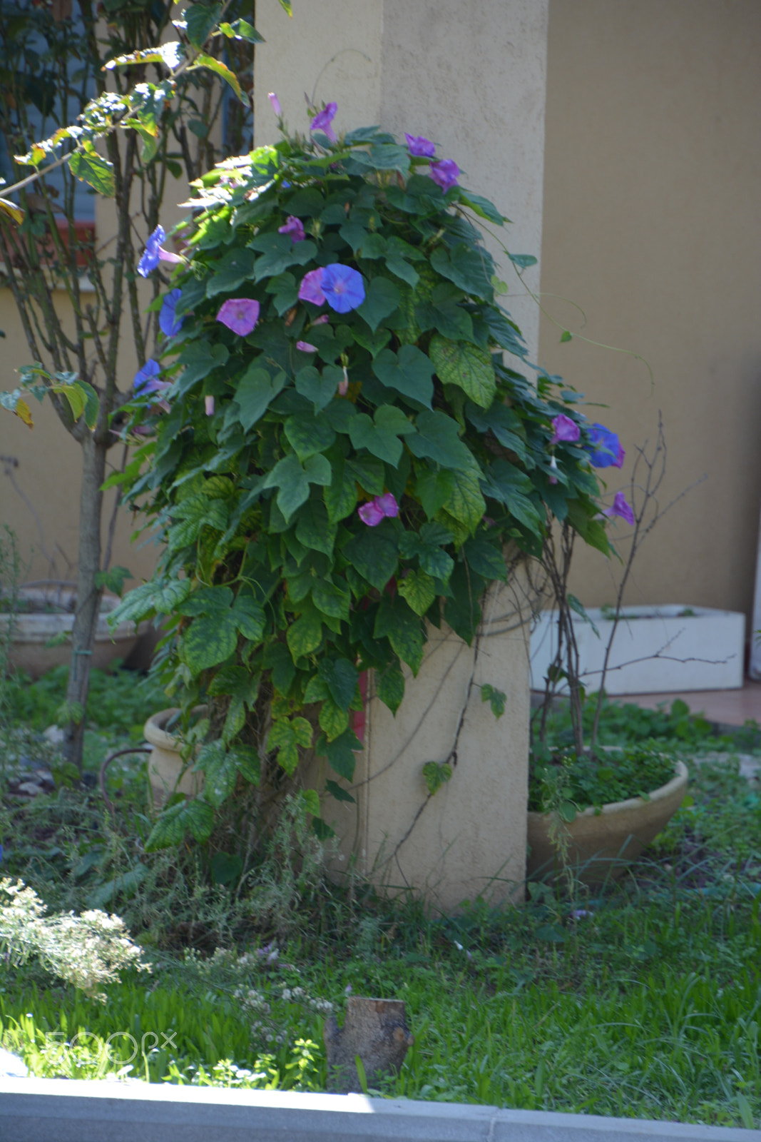 Nikon D7100 sample photo. Kibbutz einat 2 photography