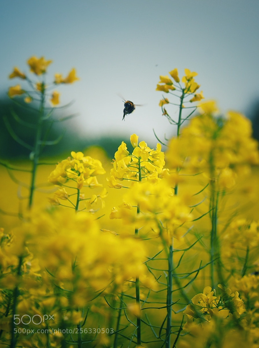 Olympus OM-D E-M1 Mark II sample photo. Incoming photography