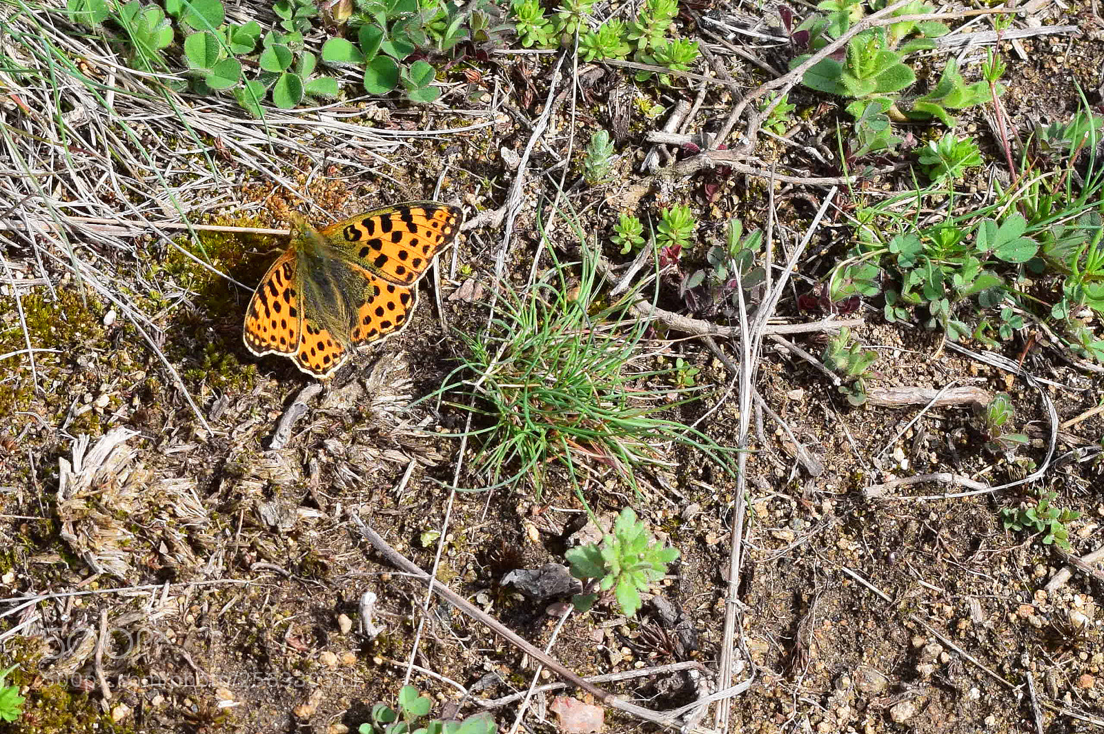 Nikon D5300 sample photo. Spring photography