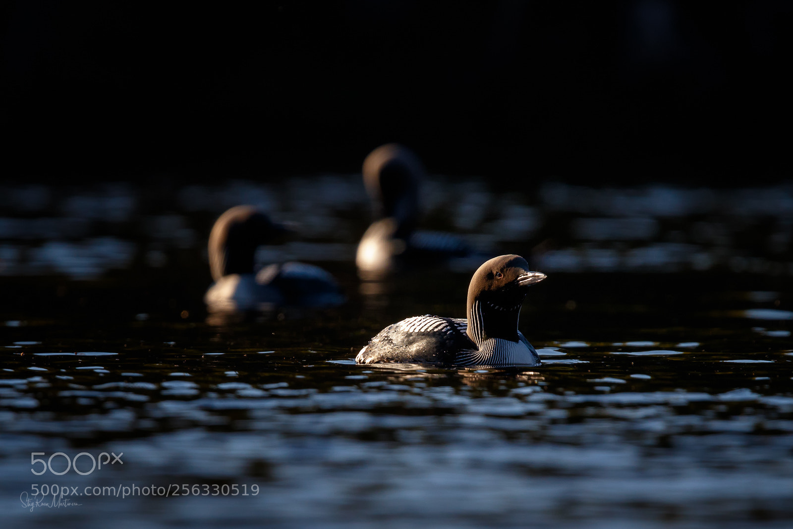 Canon EOS 7D Mark II sample photo. Black-throated loon photography