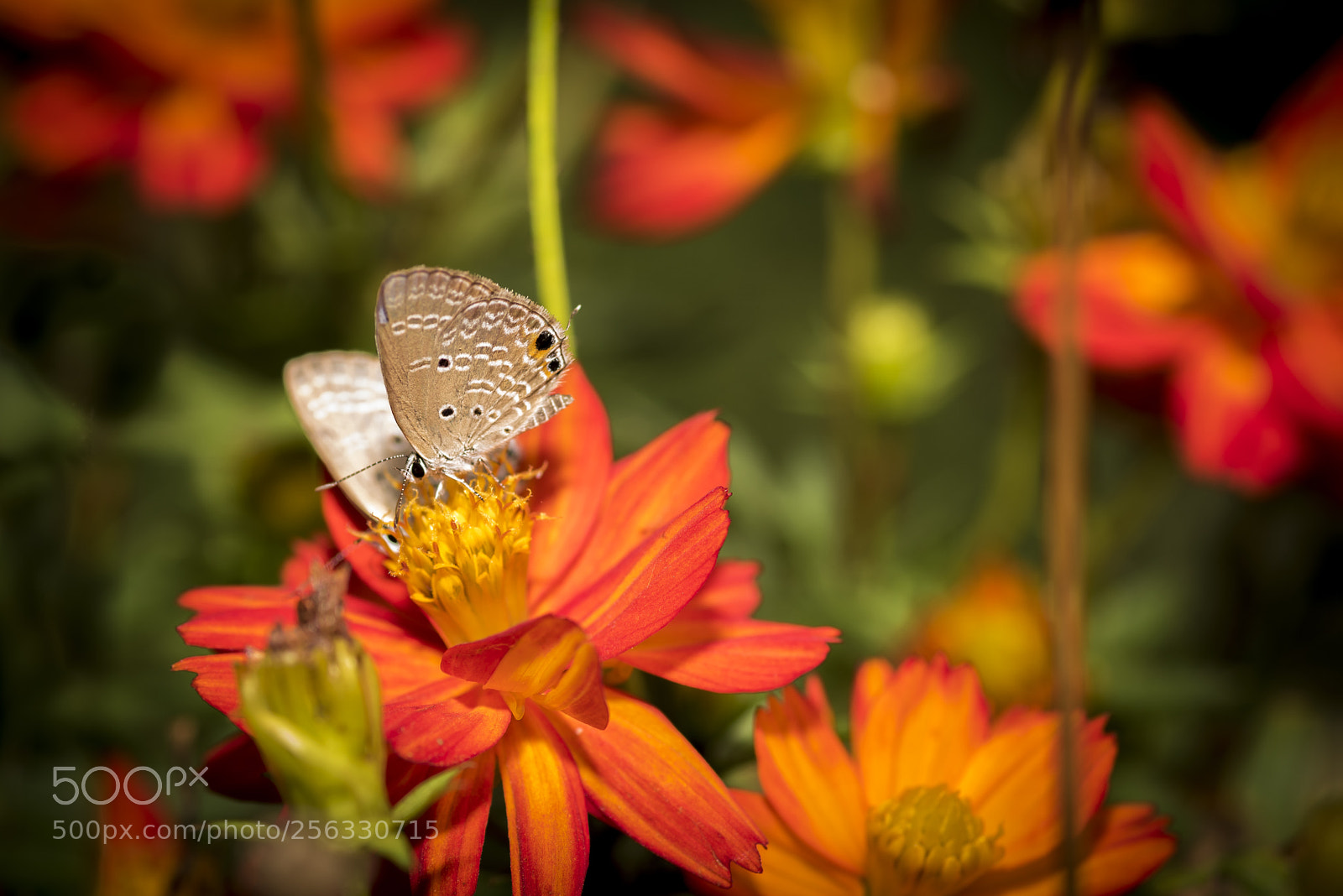 Nikon D750 sample photo. Butterfly cherishing necter photography