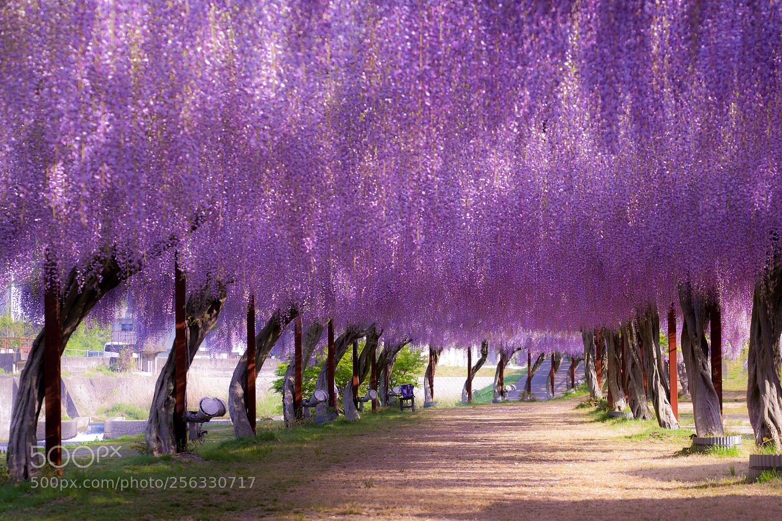 Sony a7R III sample photo. Wisteria trees photography