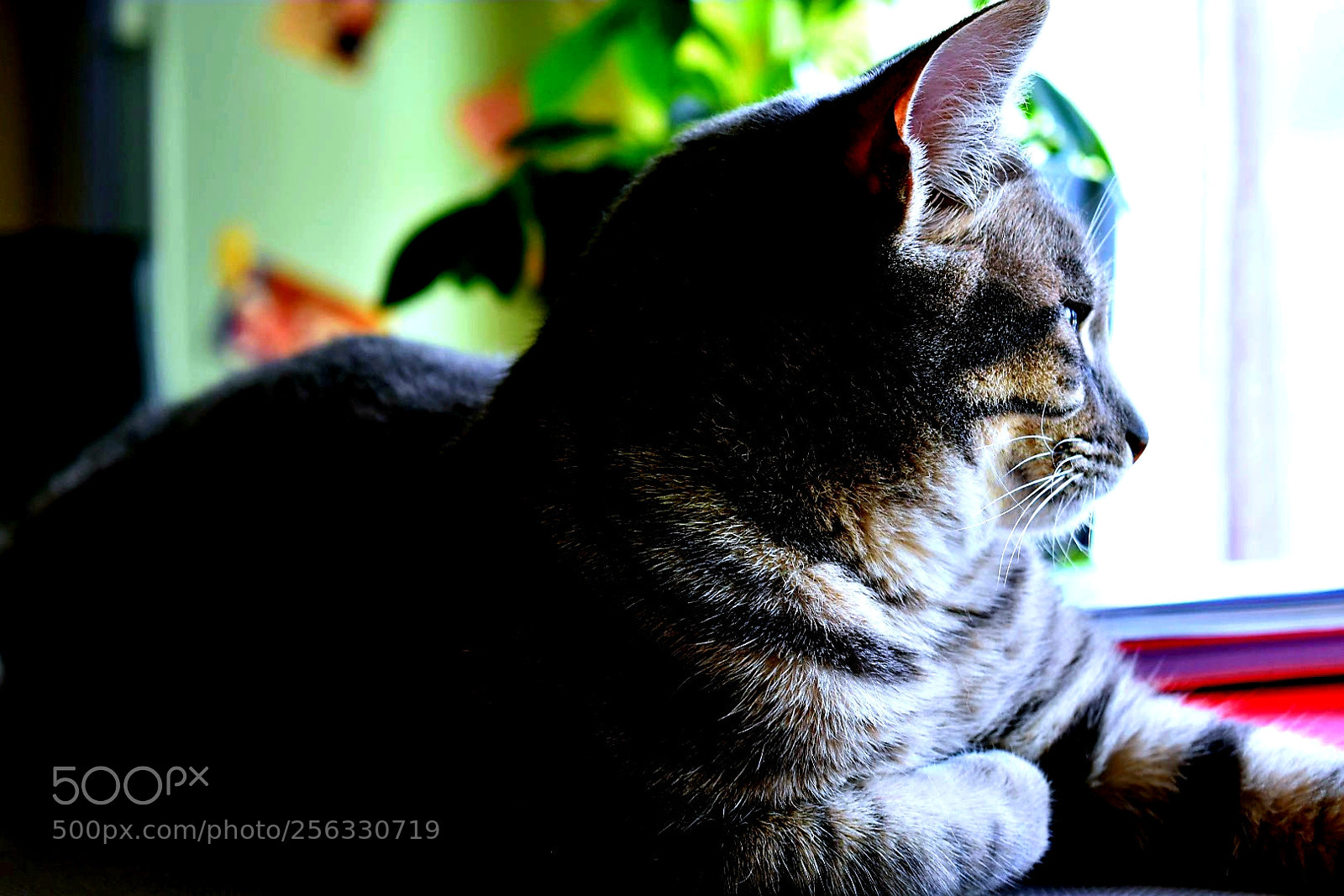 Nikon D3400 sample photo. Untitled photography