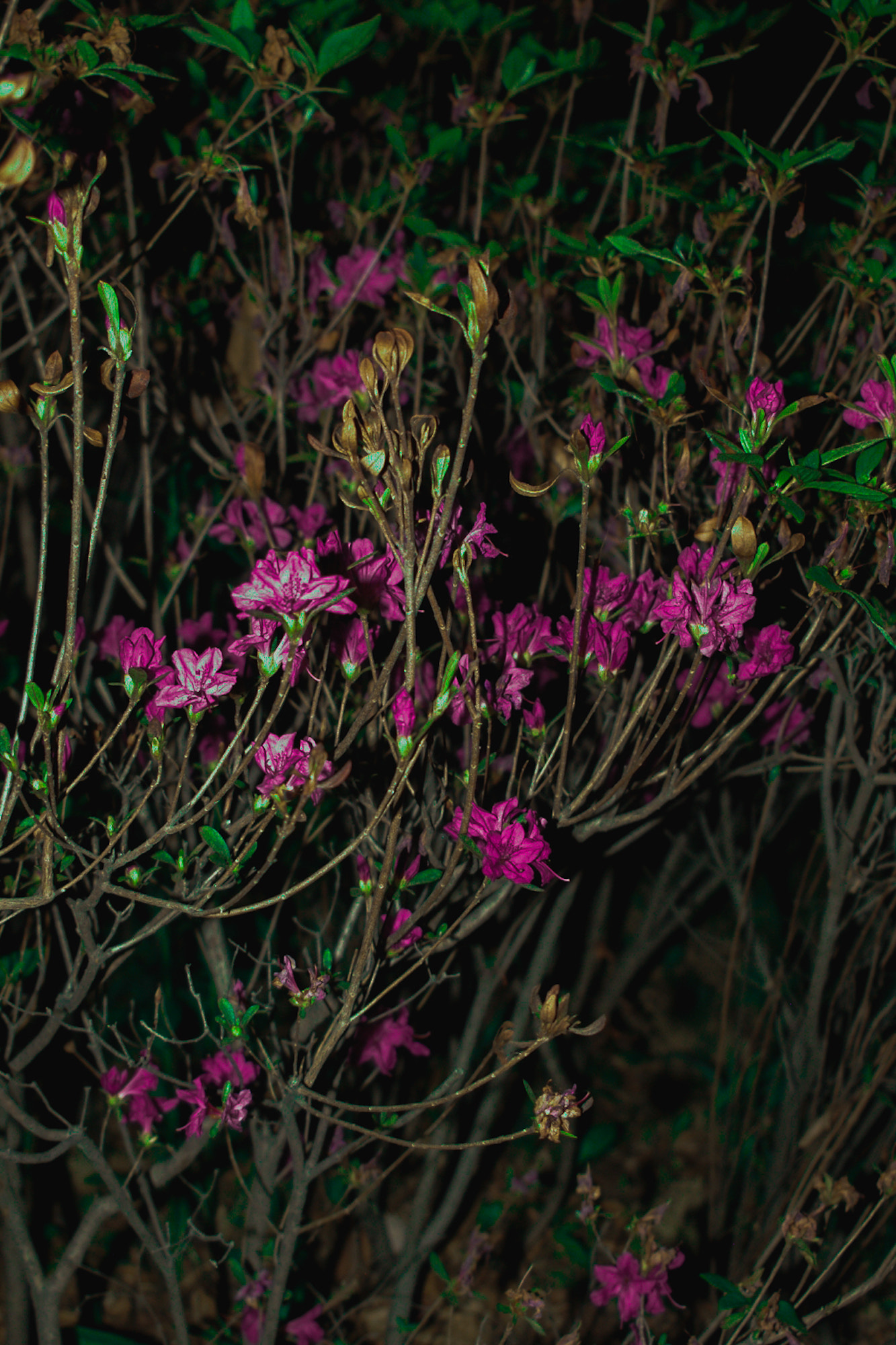 Pentax *ist D sample photo. Flowers at night vi photography