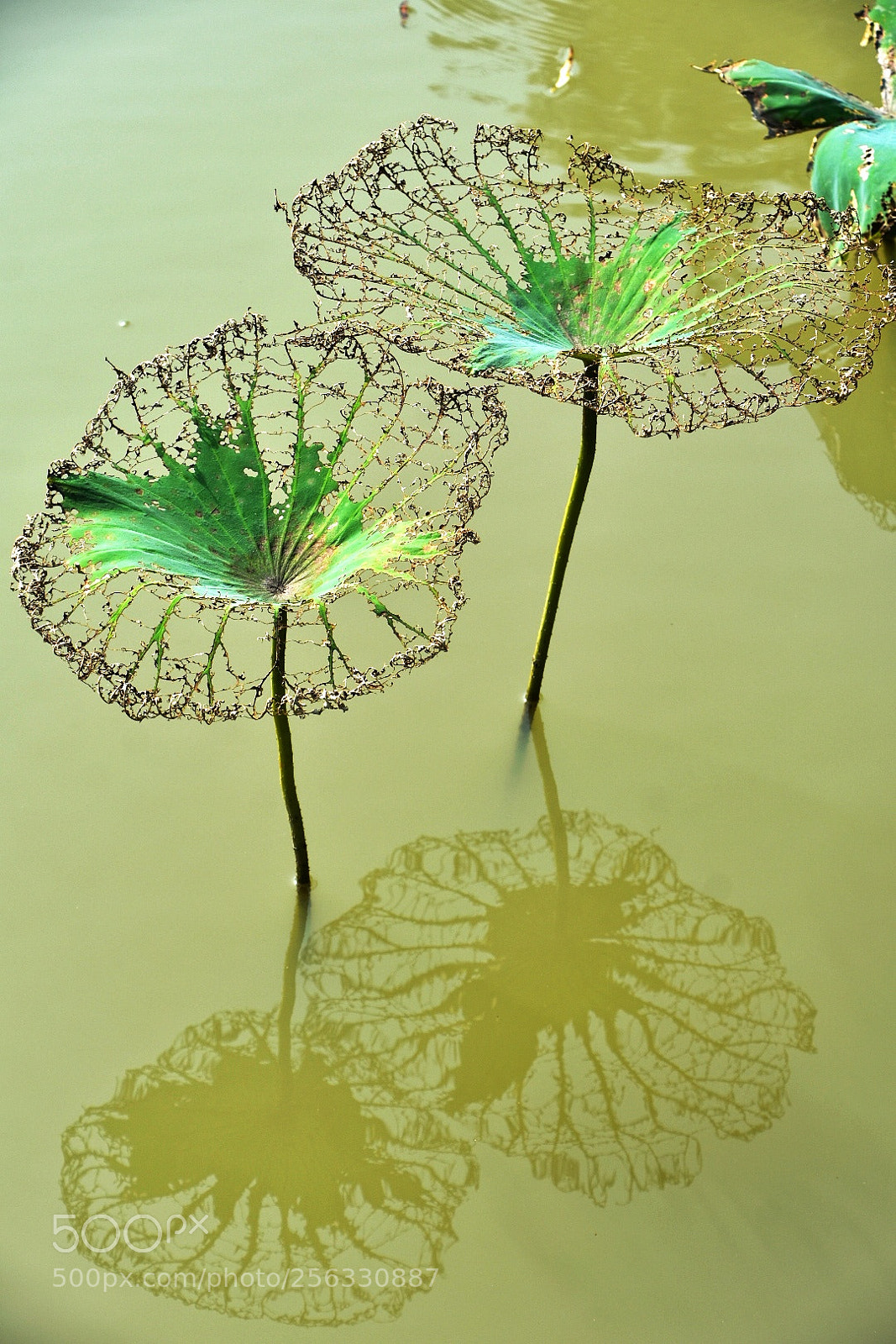 Nikon D7200 sample photo. Transformation photography