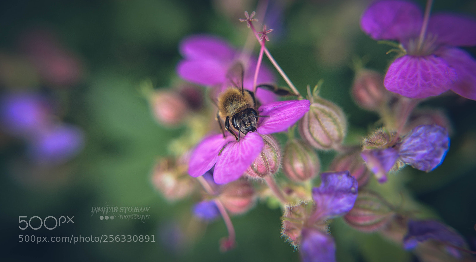 Nikon D5200 sample photo. Flower photography