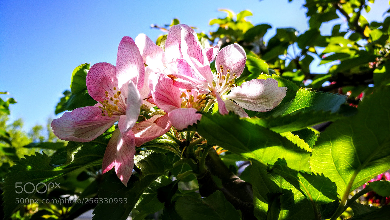 HUAWEI P9 sample photo. Untitled photography