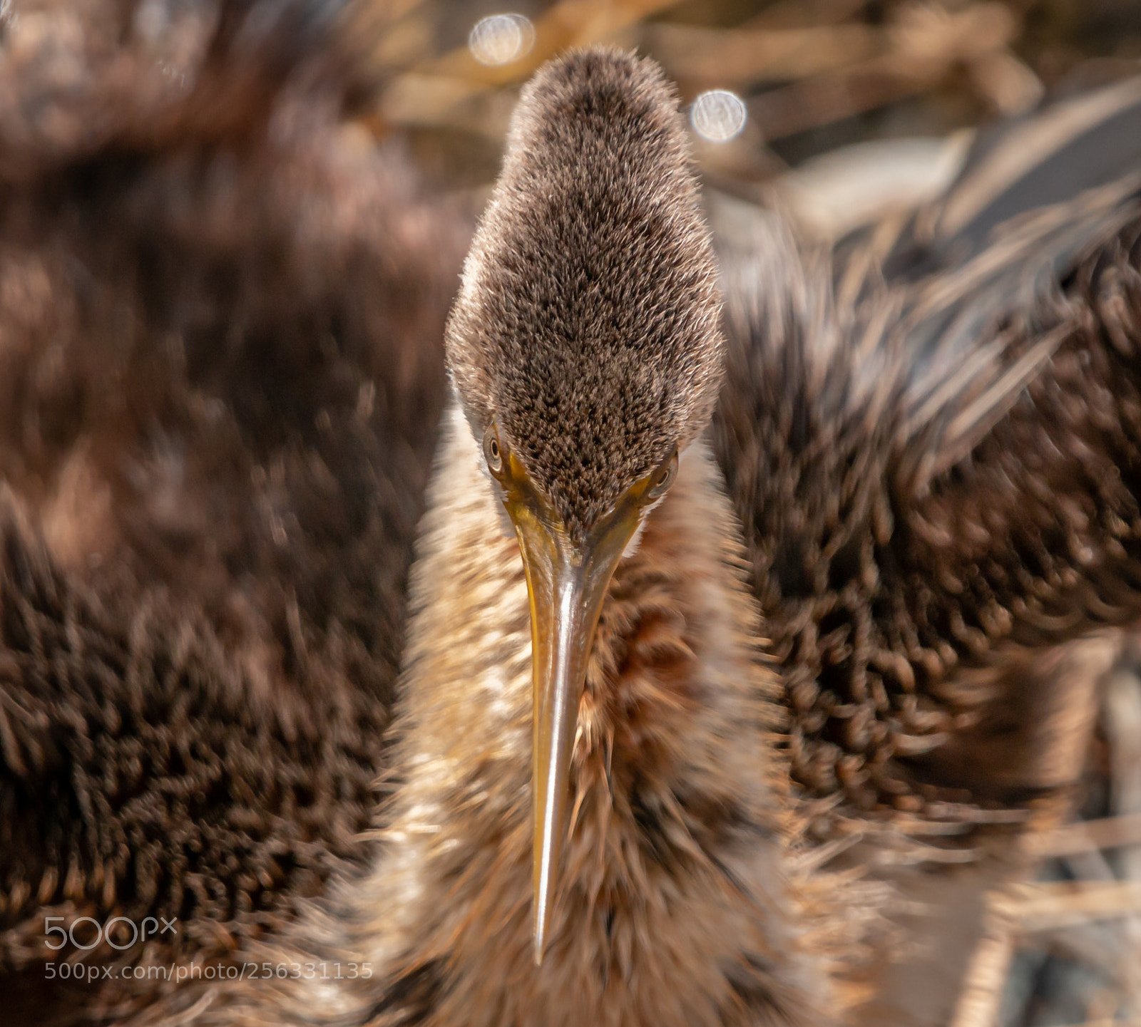 Canon EOS 70D sample photo. The beak photography