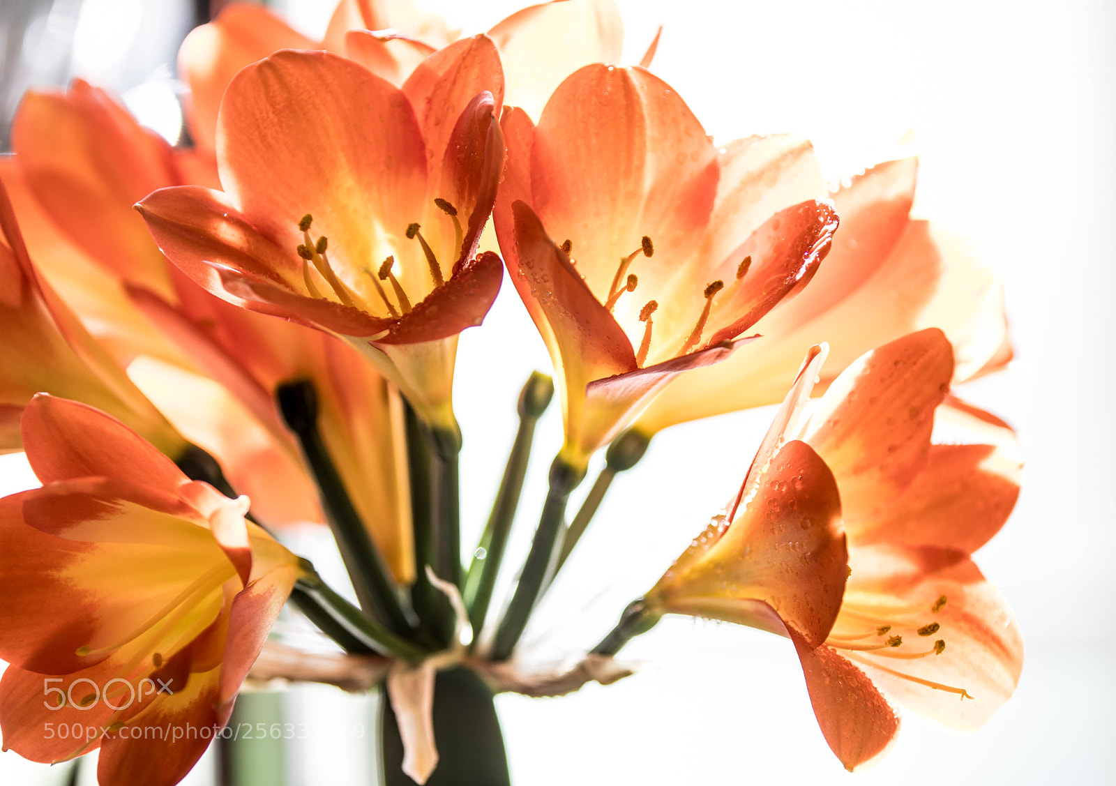 Canon EOS 6D Mark II sample photo. Flowers photography