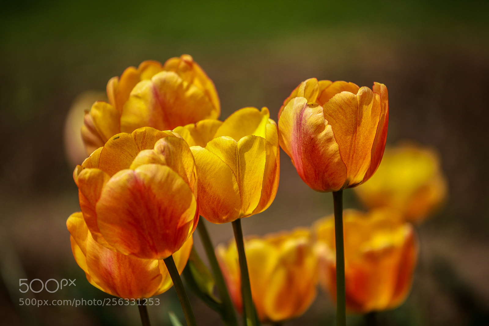 Canon EOS 5D Mark II sample photo. Untitled photography