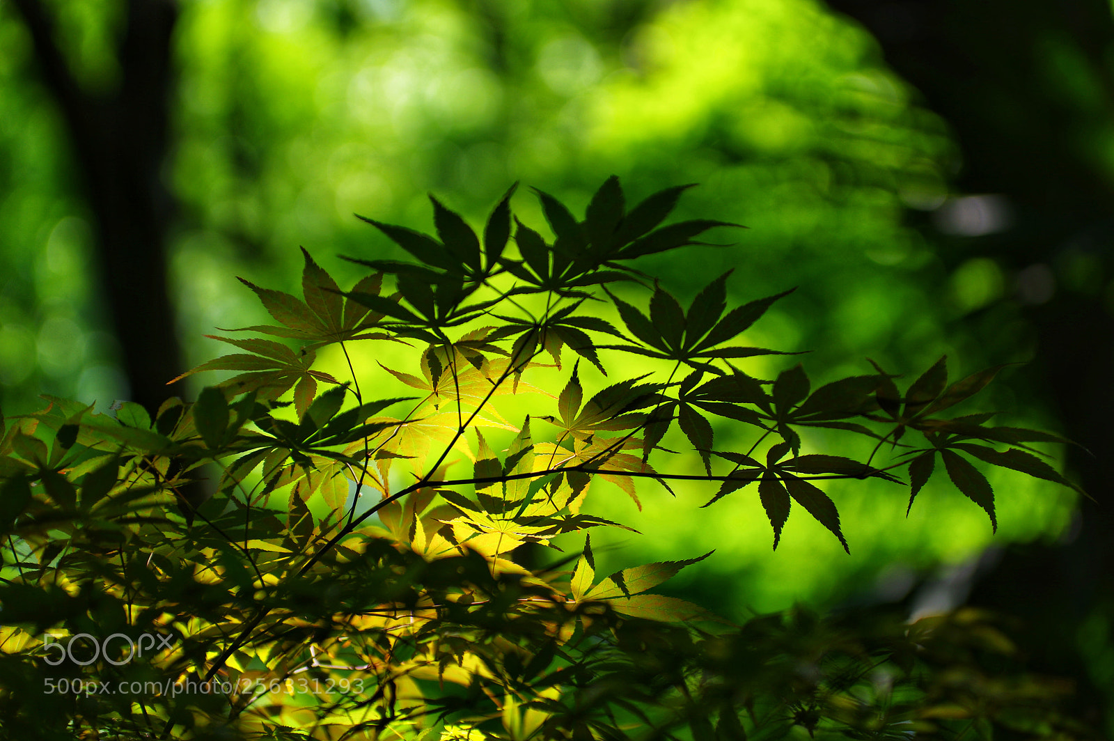 Pentax K-3 II sample photo. Untitled photography