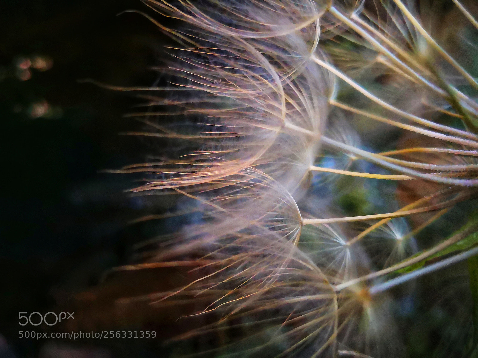 HUAWEI Mate 10 Pro sample photo. Dandelion photography