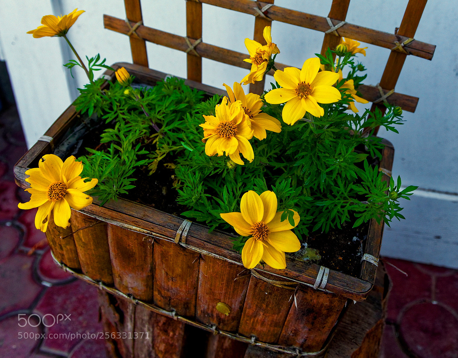 Canon EOS 5D Mark II sample photo. Flowers photography
