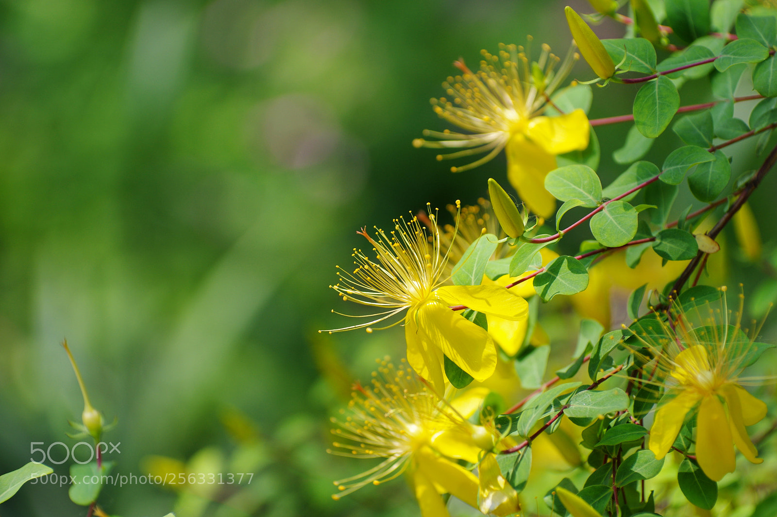 Pentax K-3 II sample photo. Untitled photography