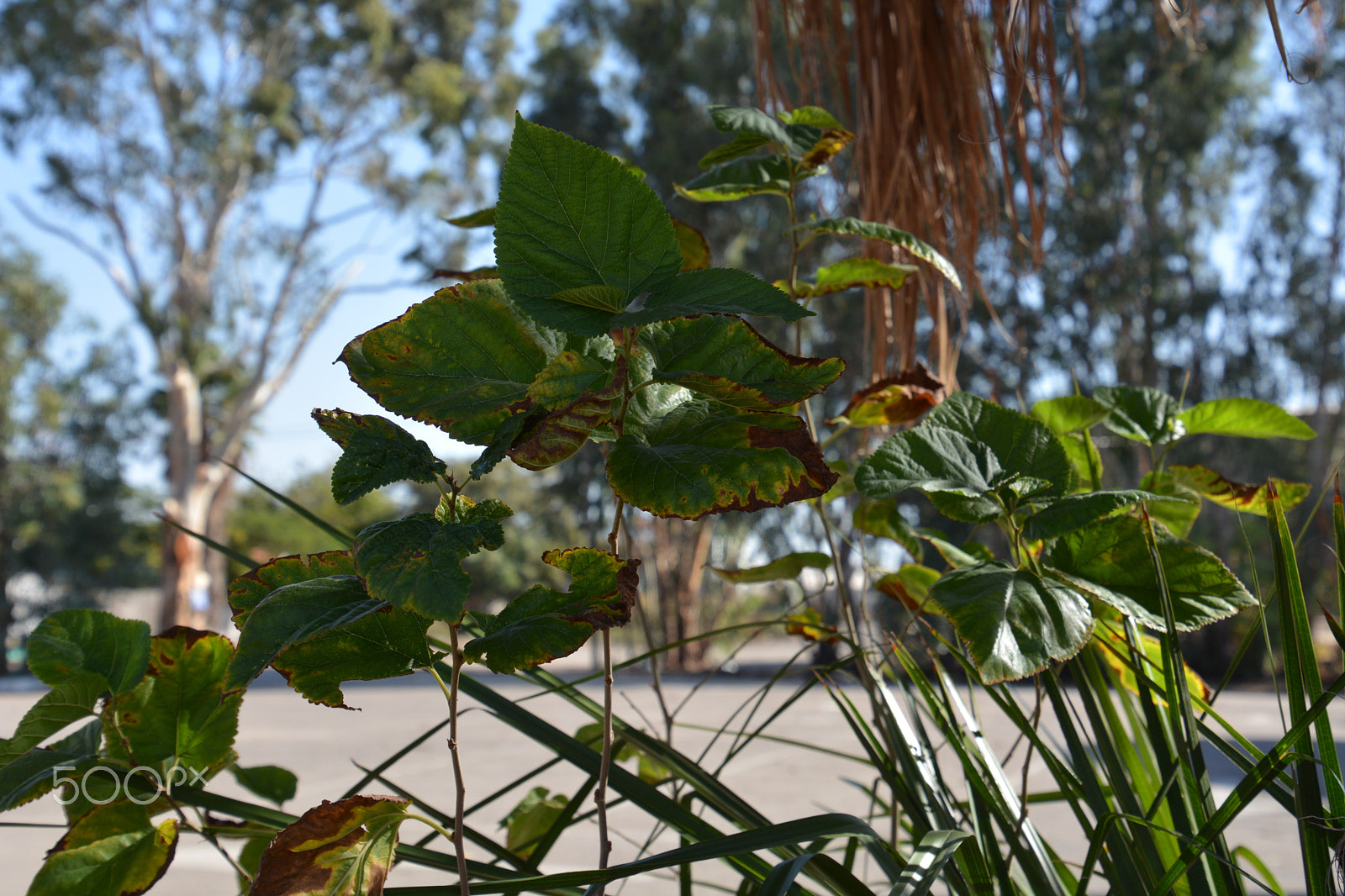 Nikon D7100 sample photo. Kibbutz einat 2 photography