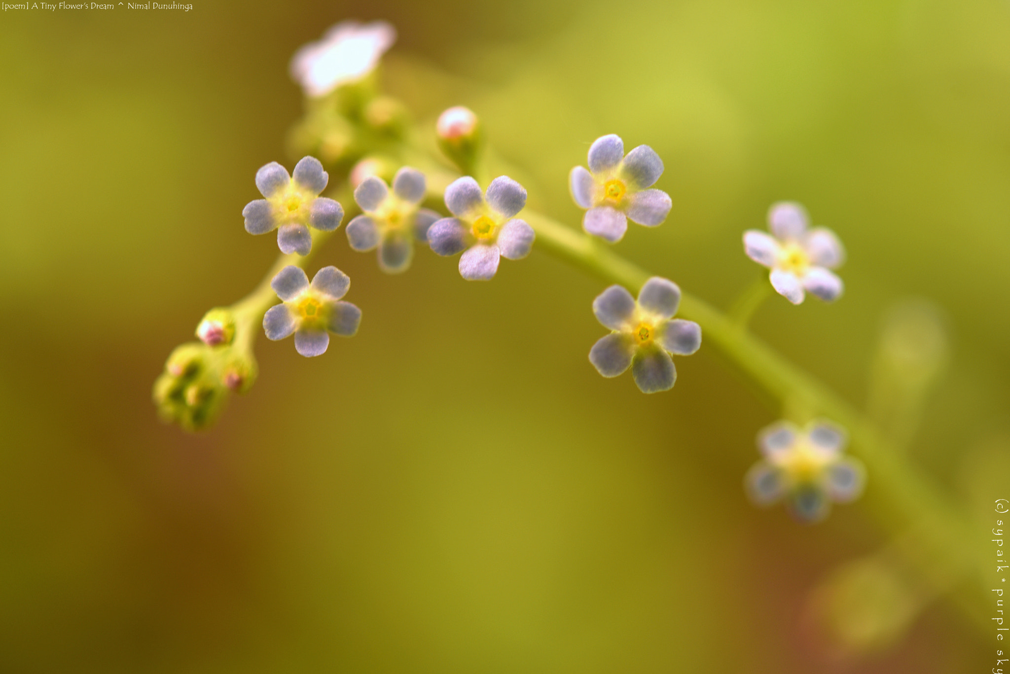 Nikon D750 + Nikon AF-S Micro-Nikkor 60mm F2.8G ED sample photo. A tiny flower's dream ** photography