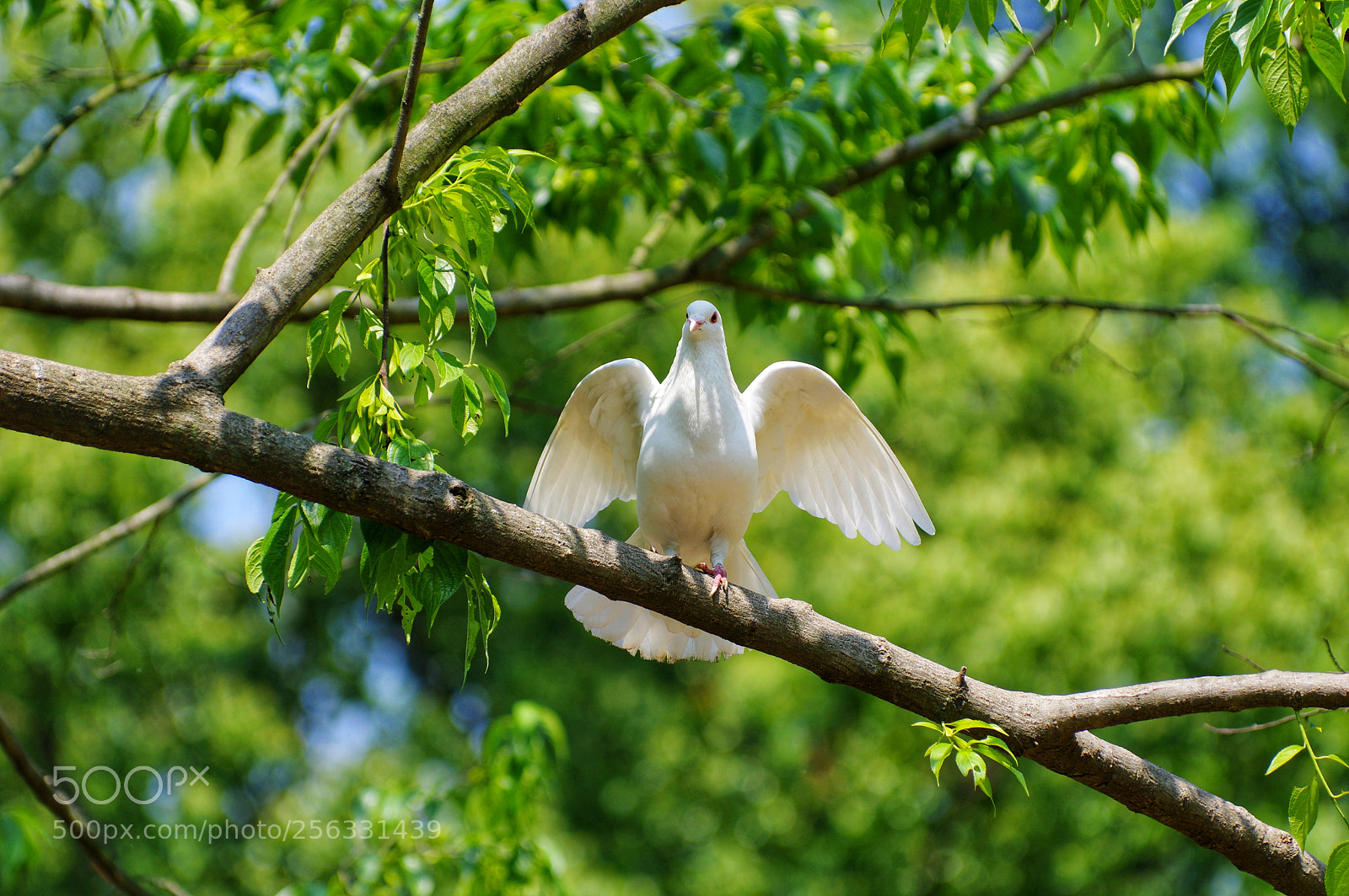 Pentax K-3 II sample photo. Untitled photography