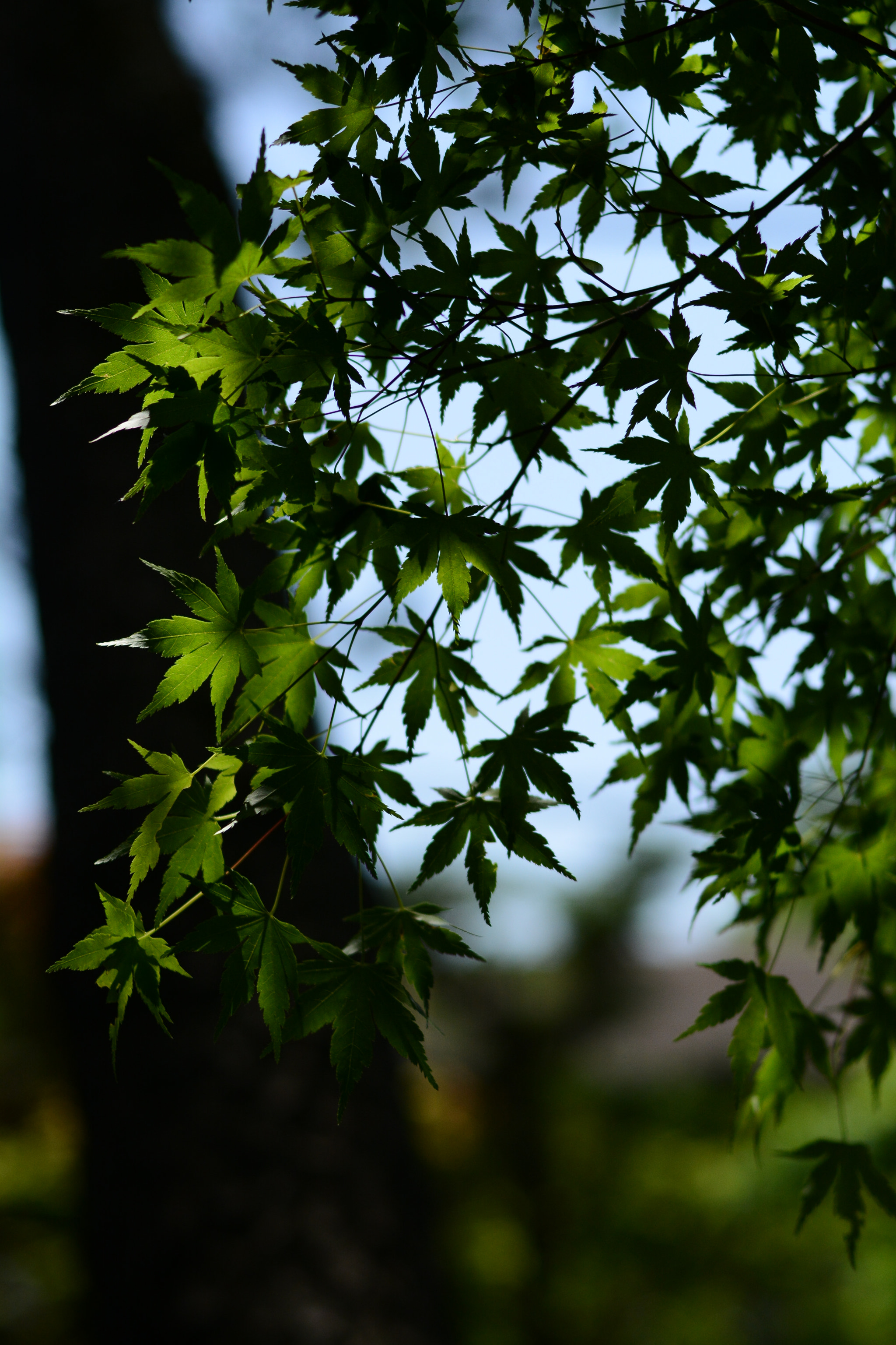 Nikon D7100 sample photo. Jindaiji-temple photography