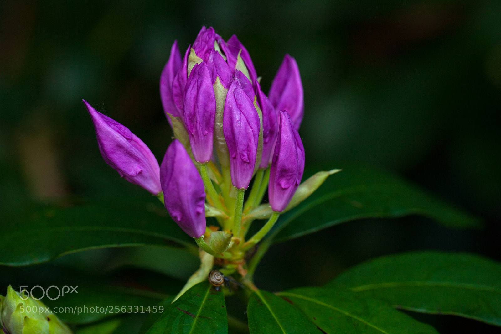 Canon EOS 5D Mark II sample photo. Rododendron photography