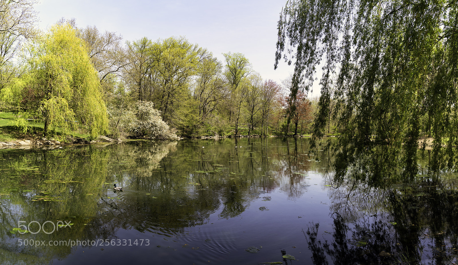 Sony a7R II sample photo. The 'pool' in early photography