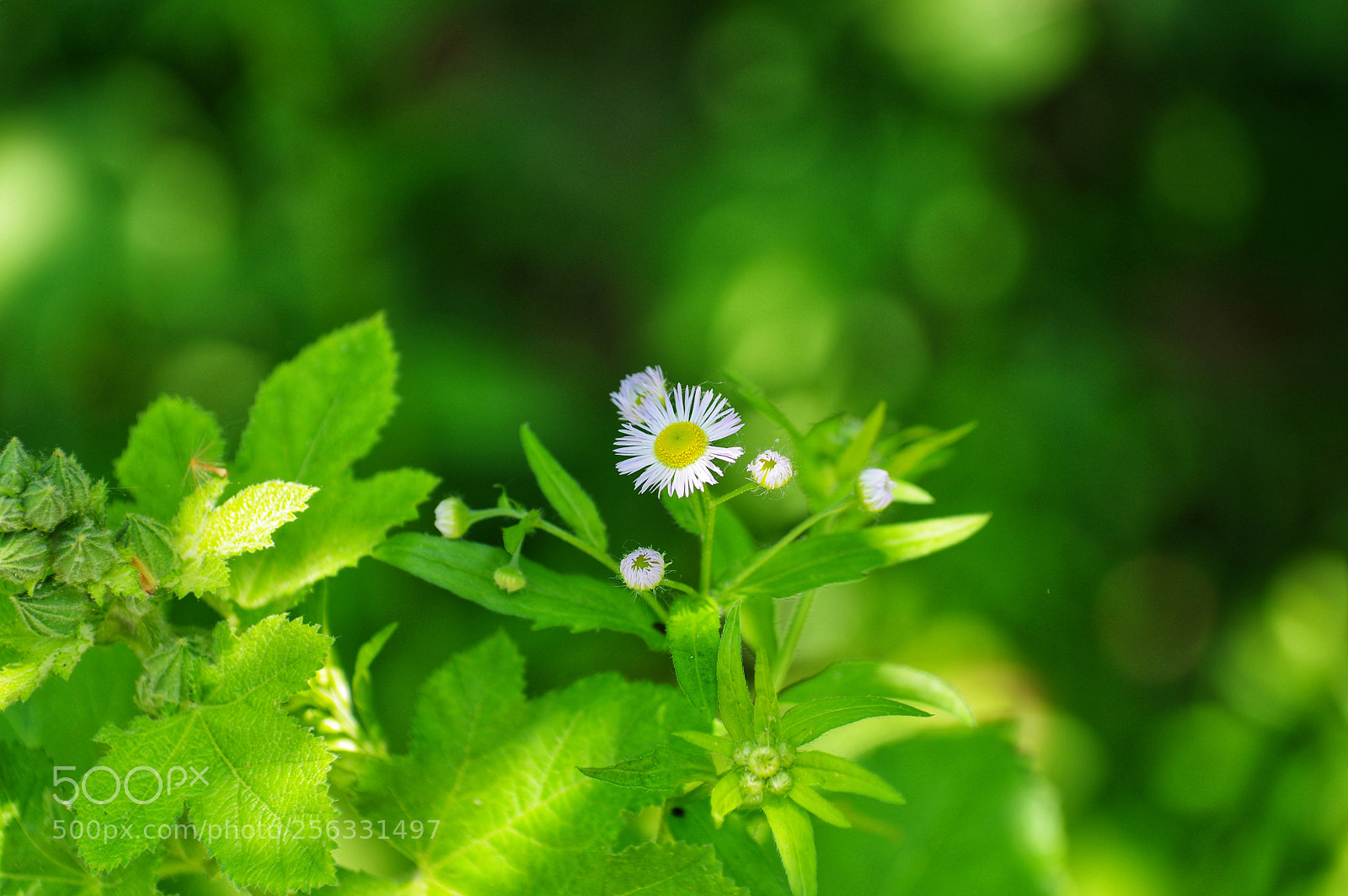 Pentax K-3 II sample photo. Untitled photography