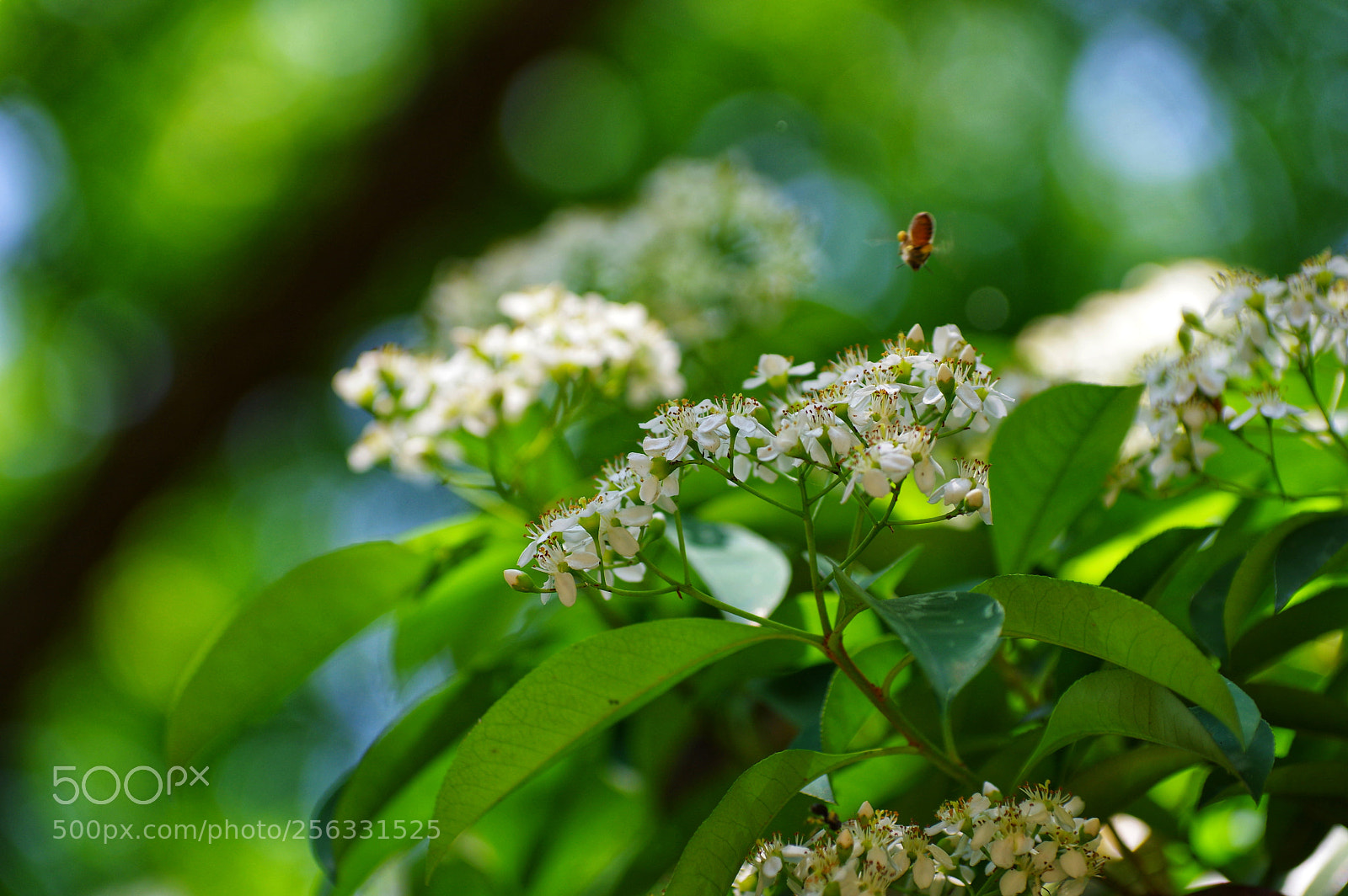 Pentax K-3 II sample photo. Untitled photography